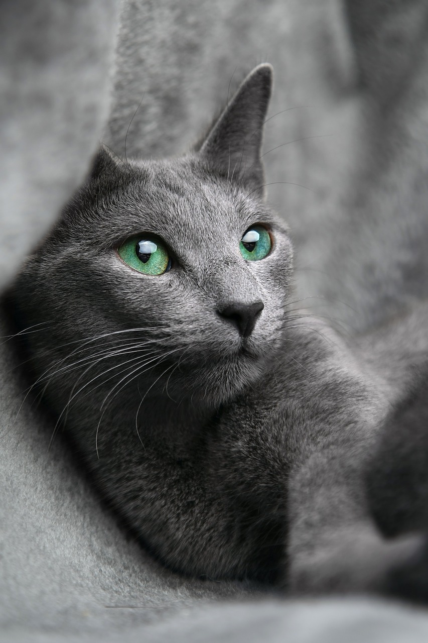 cat, russian, blue-1435590.jpg